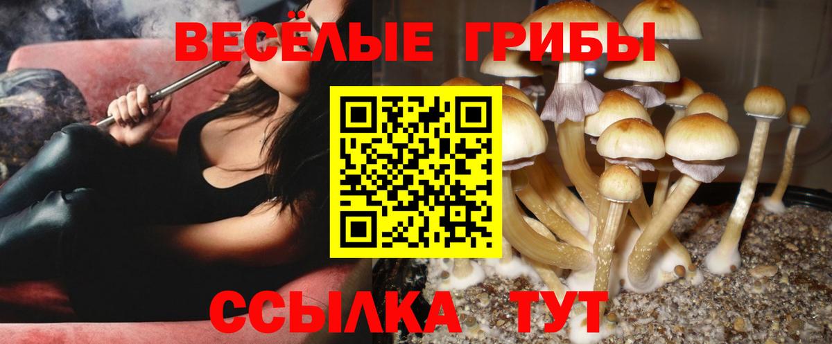 Псилоцибиновые грибы Psilocybe  Вход с VPN  Котлас 